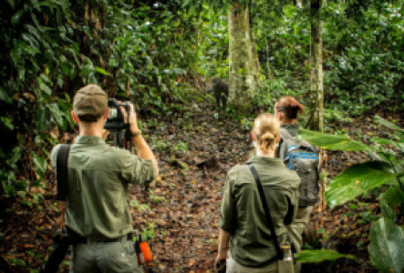 Gorillatrekking