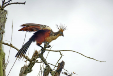 Ecuador Reisen Hoatzin