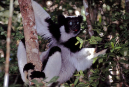 Andasibe Nationalpark Indri Indri
