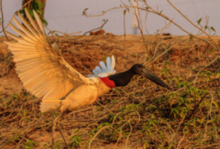 Brasilien Jabiru-Storch