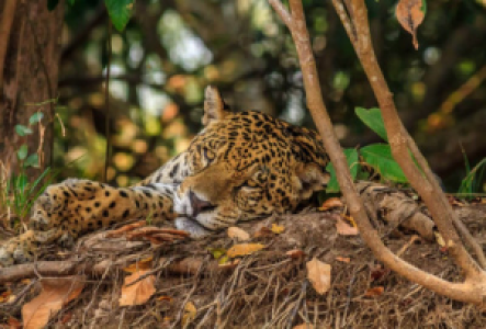 Brasilien Jaguar