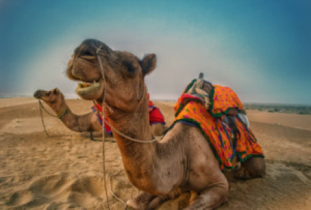 Kameltrekking in Indien