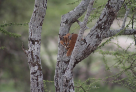 Serengeti Karkal