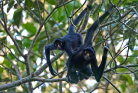 Ecuador Reisen Klammeraffe