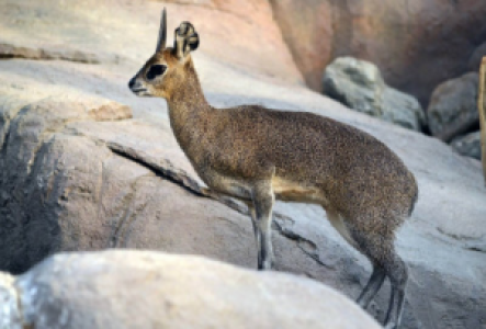 Namibia Klippspringer