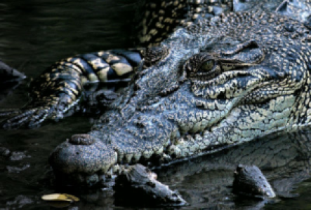 Mana Pools Nationalpark Krokodil