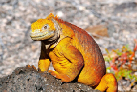 Santa Fe Landleguan