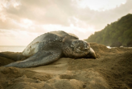Sri Lanka Lederschildkröten