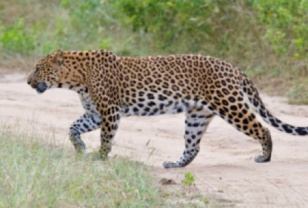 Leopard Safaris in Indien