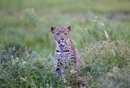 Leopardensafaris