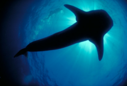 Liveaboard auf Galapagos