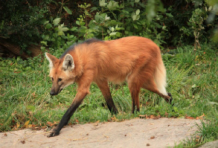Brasilien Mähnenwolf