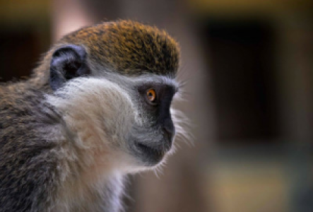 Parc national des volcans Meerkatze