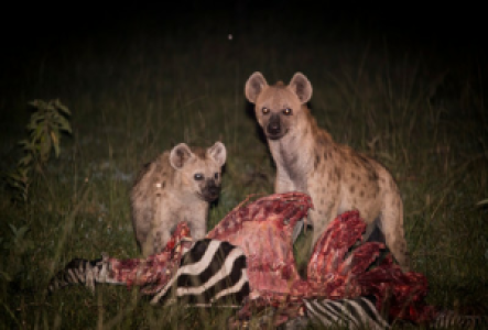 Nachtsafaris