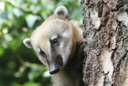 Corcovado Nationalpark Nasenbär (Coati)
