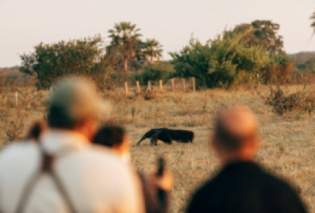 Naturwalks im Pantanal