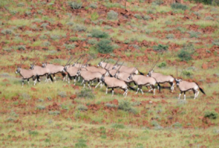 Kalahari Wüste Oryx