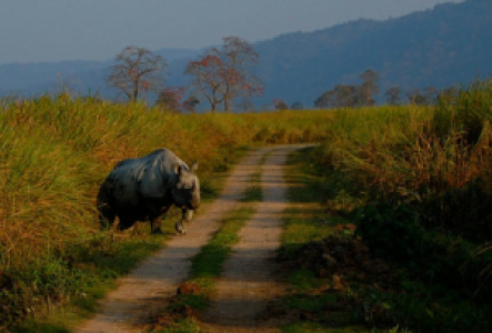 Asien Panzernashorn