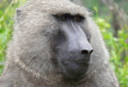 Serengeti Pavian
