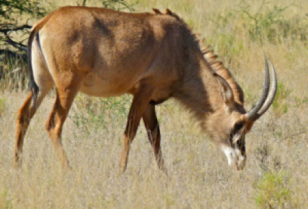 Vic Falls (Sambia) Rappenantilope