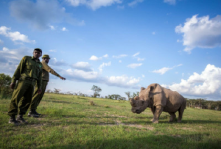 Rhino-Trekking
