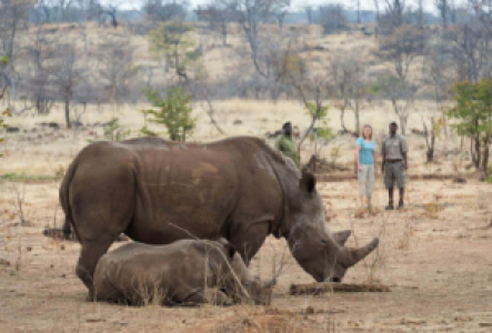 Rhinotrekking in Sambia