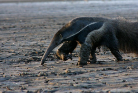 Brasilien Riesenameisenbär
