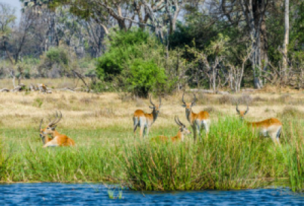 Liuwa Plain Nationalpark Rote Lechwe