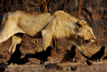 Safari im Gir Nationalpark
