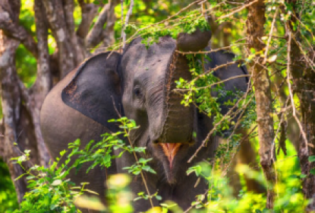 Safari in Uda Walawe