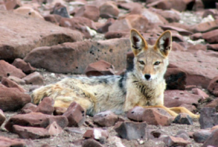 Serengeti Schakal