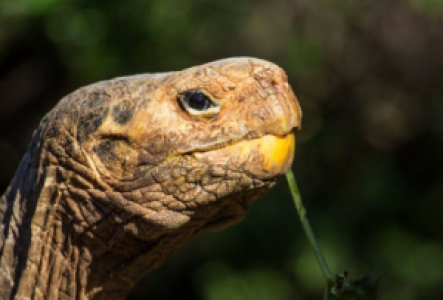 Schildkröten Reservate
