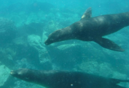 Schnorcheln auf Galapagos