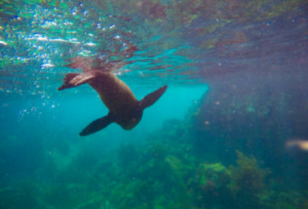 Schwimmen mit Seelöwen