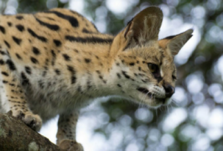 Serengeti Serval