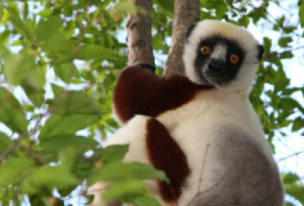 Ankarafantsika Sifaka