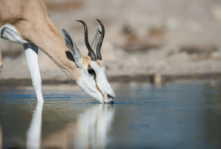 Kalahari Wüste Springbock