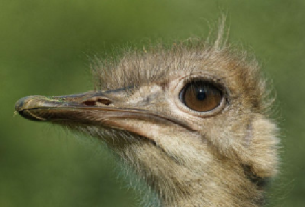 Serengeti Strauß