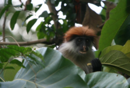 Lake Nakuru Stummelaffe