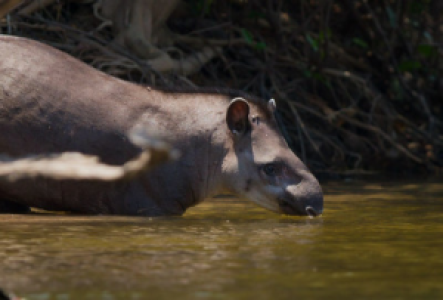 Corcovado Nationalpark Tapir