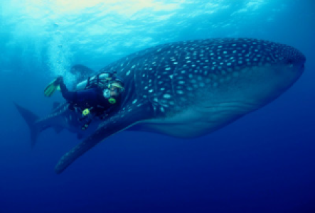 Tauchen auf Galapagos
