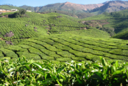 Teeplantagen