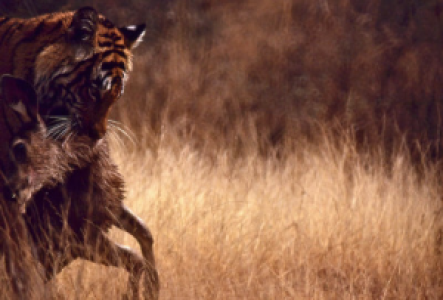Tigersafari
