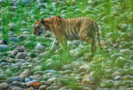Tigersafaris in Nepal