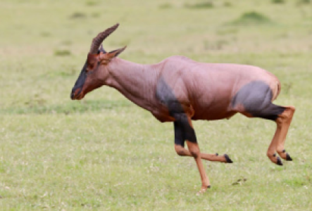 Serengeti Topi