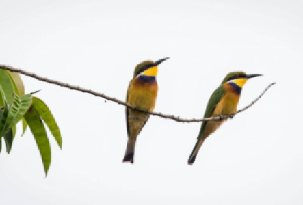 Vogelbeobachtung in Gabun