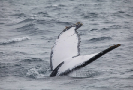 Isabela Wale auf Galapagos