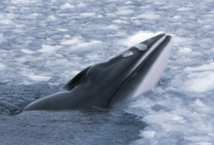 Whale Watching