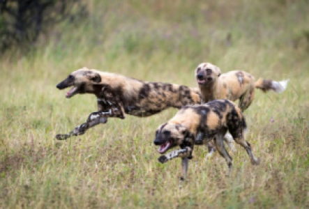 Wildhundsafaris