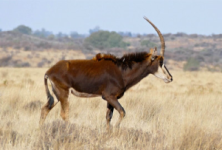 Caprivi-Zipfel Zobelantilope
